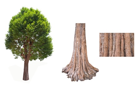 Detail of the base tree trunk and bark of Irvingia malayana tree, tropical tree in the northeast of Thailand isolated on white backgroundの写真素材