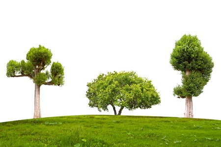 Irvingia malayana tree and green grass on isolated white backgroundの写真素材