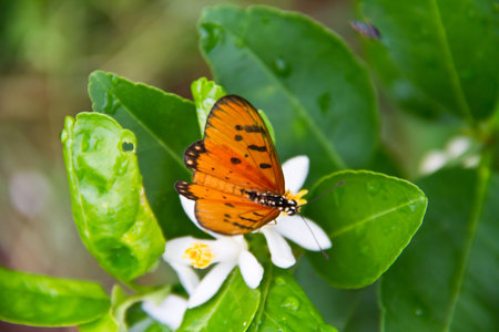 butterfly on green leaf