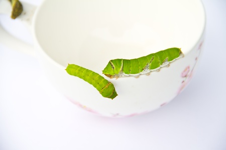 caterpillar isolated on white backgroundの写真素材