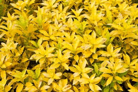 Colorful Croton plants leaves green background or Codiaeum variegatum  L   Blume tropical plant leaves の写真素材