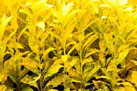 Colorful Croton plants leaves green background or Codiaeum variegatum  L   Blume tropical plant leaves の写真素材