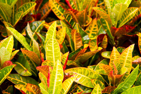 croton leaves background