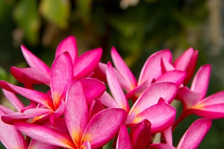 Close up of frangipani flower or Leelawadee flowerの写真素材