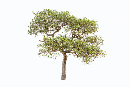 Tropical tree in the northeast of Thailand isolated on white background