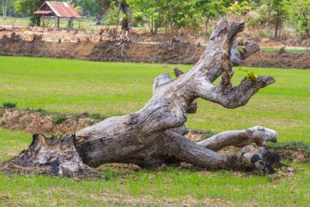 dead tree on green rice fieldの写真素材