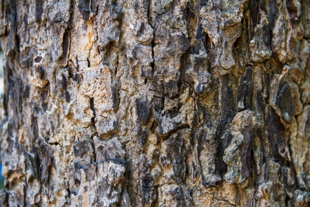 Bark of tropical tree in the northeast of Thailandの写真素材