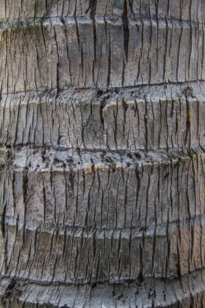 Bark coconut palm treeの写真素材