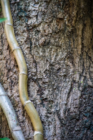 Root of Mexican breadfruit or Mexican breadfruitの写真素材