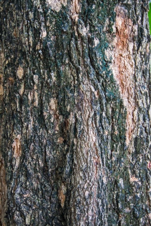 Bark of tropical tree in the northeast of Thailandの写真素材