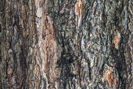 Bark of tropical tree in the northeast of Thailand