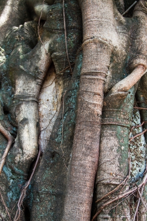 Banyan tree trunk roots with carvings の写真素材