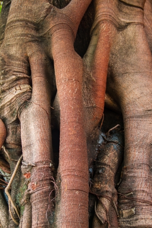 Banyan tree trunk roots with carvings の写真素材