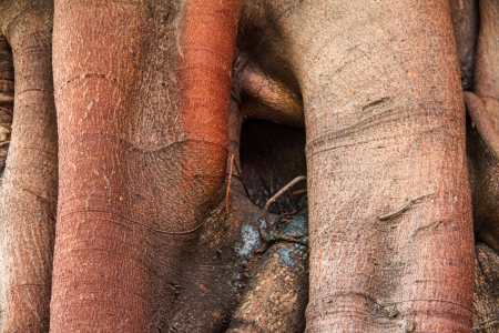 Banyan tree trunk roots with carvings の写真素材