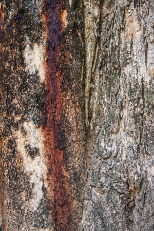 Bark of tropical tree in the northeast of Thailandの写真素材