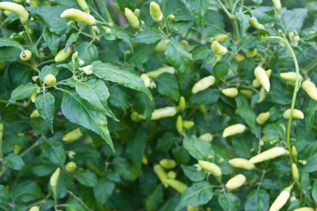Green Bird Chilli, CAPSICUM FRUTESCENS LINN 