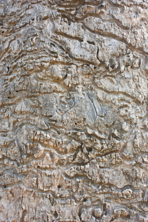 Bark textureの写真素材