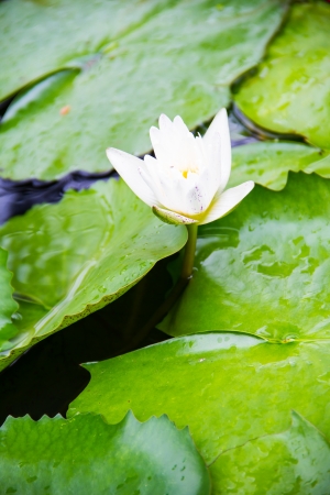 White lotus with green leafの写真素材