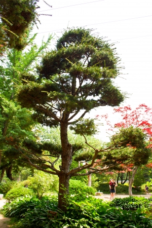 Pine tree at Nami island, South Koreaの写真素材