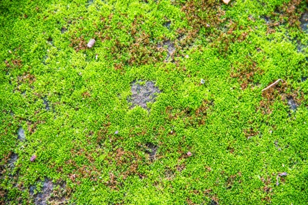 Mossの写真素材