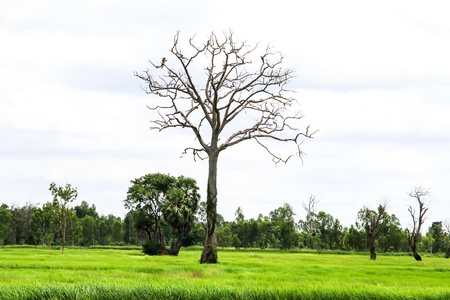 Rice green field in thailandの写真素材