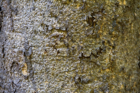 Tree bark textureの写真素材