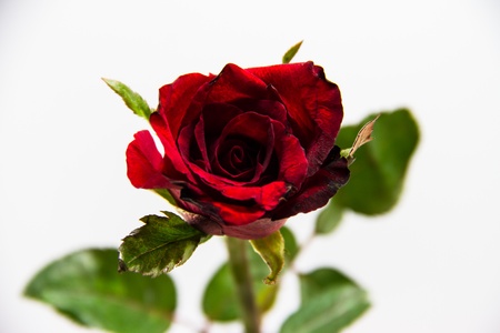 Red rose isolated on white backgroundの写真素材