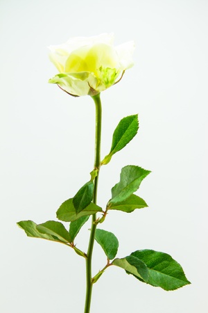 White rossの写真素材