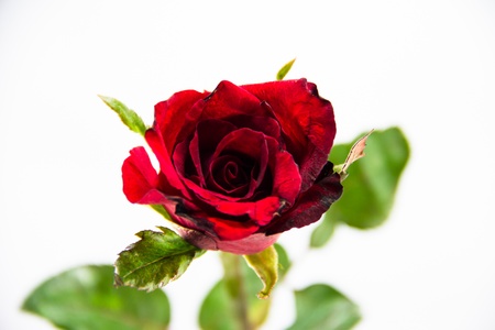 Red rose isolated on white backgroundの写真素材