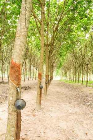 Rubber plantation, Thailandの写真素材