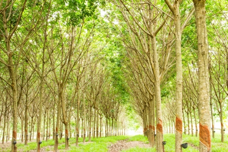 Rubber tree plantationの写真素材