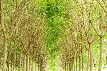 Rubber plantation, Thailandの写真素材