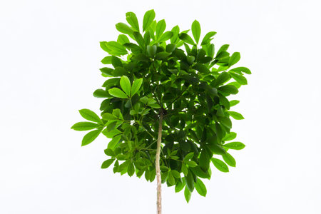 Green leaf isolated on white background