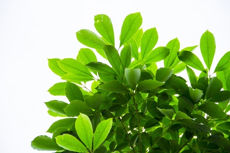 Green leaf isolated on white backgroundの写真素材