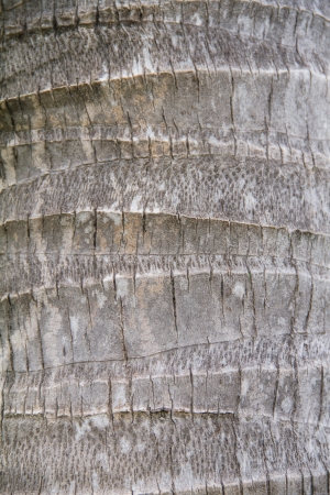 Bark texture, Back of coconut treeの写真素材