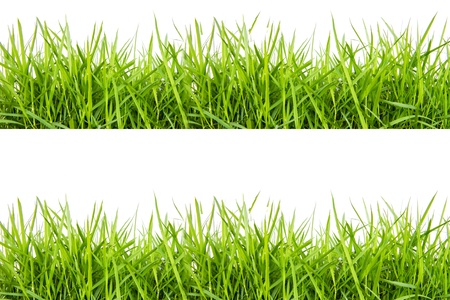 green grass isolated on white backgroundの写真素材