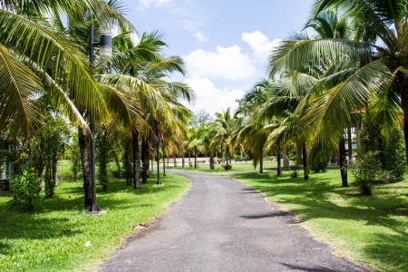 Field of coconut trees in thailandの写真素材