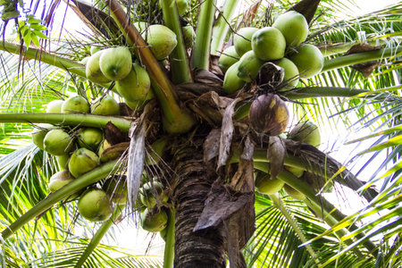 Coconut at tree