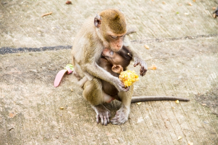 Monkey familyの写真素材