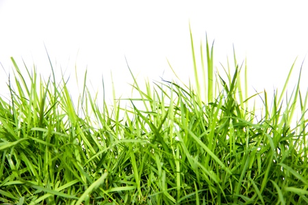 green grass backgroundの写真素材