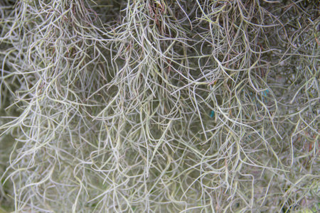 spanish moss background