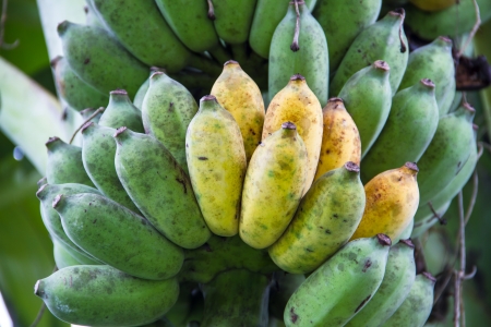 Bunch of ripening bananas on treeの写真素材