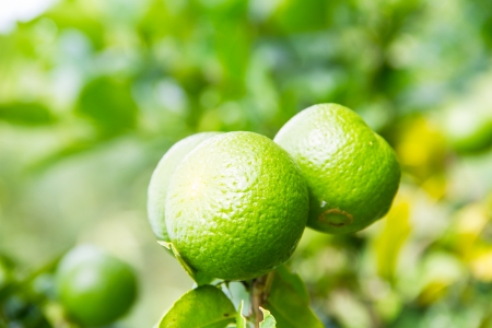 lemon on treeの写真素材