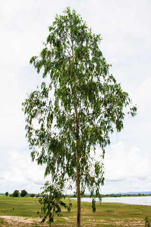 Eucalyptus plantation in Thailandの写真素材