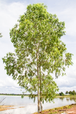 Eucalyptus plantation in Thailandの写真素材