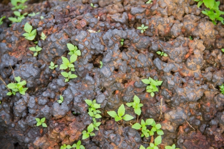 Laterite stone backgroundの写真素材