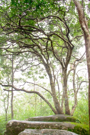 Fog in Tropical rain forest, thailandの写真素材