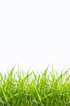 Green grass isolate on white backgroundの写真素材