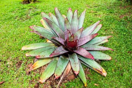 Bromeliad at Mae Fah Luang Garden,locate on Doi Tung,Thailandの写真素材