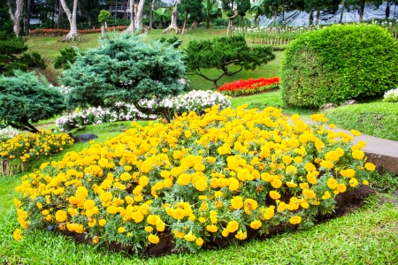 Mae Fah Luang Garden,locate on Doi Tung, Chiangrai Province, Thailandの写真素材